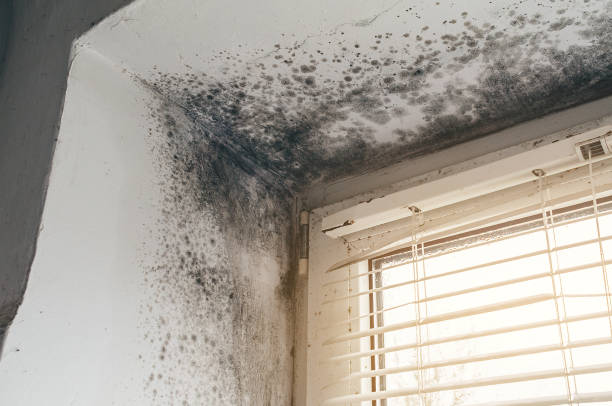 Affordable Black Mold Remediation solutions in Bellwood, IL